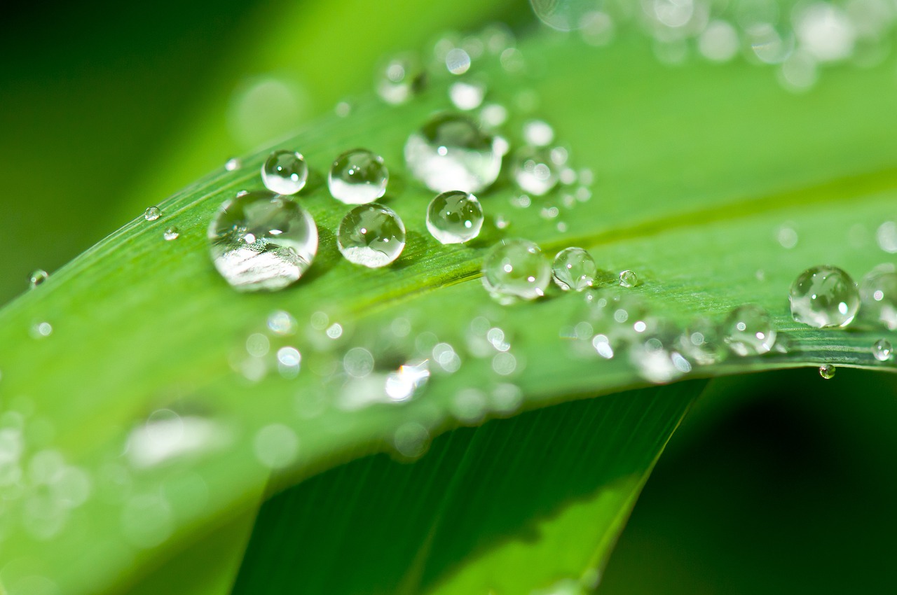 drops, dew, dewdrop-339940.jpg